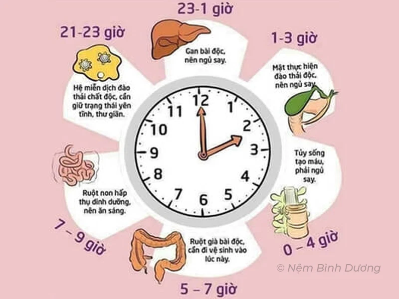 Thời gian ngủ lý tưởng cho người lớn - Lợi ích của ngủ đủ giấc